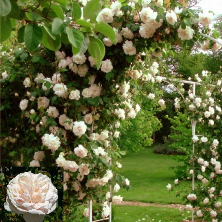 Gambar bunga mawar cantik dan indah dengan beragam klasifikasi dan jenis-jenisnya