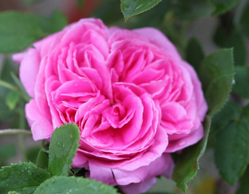 Klasifikasi Gambar bunga mawar berdasarkan jenisnya dan bentuknya dilengkapi dengan arti pemberian bunga mawar pada orang terkasih.