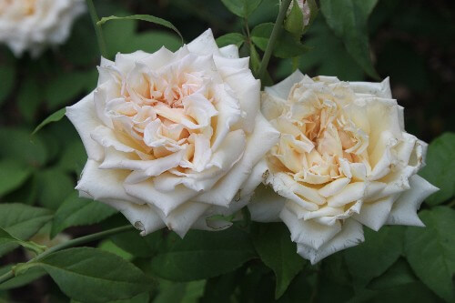 Klasifikasi Gambar bunga mawar berdasarkan jenisnya dan bentuknya dilengkapi dengan arti pemberian bunga mawar pada orang terkasih.