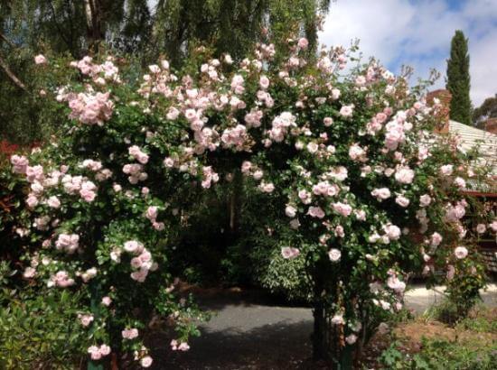  di artikel kali ini kami akan secara khusus membahas perihal salah satu jenis bunga √ Gambar Bunga Mawar (Rose) Cantik Beserta Klasifikasi  Jenisnya [Lengkap]