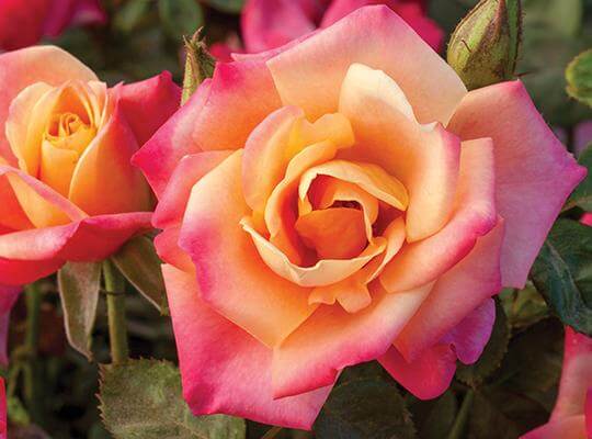 Gambar bunga mawar cantik dan indah dengan beragam klasifikasi dan jenis-jenisnya