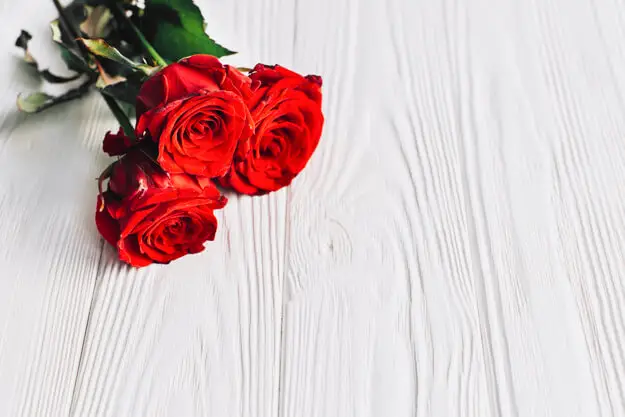 50 Gambar Bunga Mawar Rose Beserta Klasifikasi Jenis Jenisnya