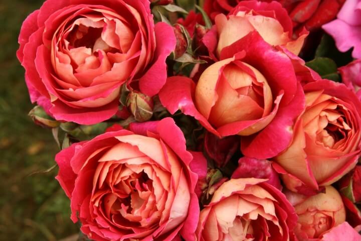  di artikel kali ini kami akan secara khusus membahas perihal salah satu jenis bunga √ Gambar Bunga Mawar (Rose) Cantik Beserta Klasifikasi  Jenisnya [Lengkap]