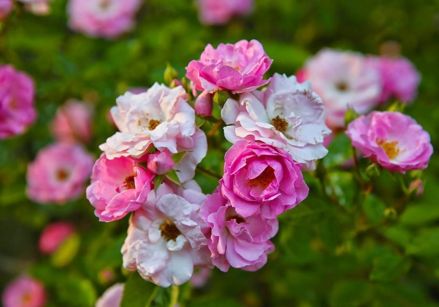 Klasifikasi Gambar bunga mawar berdasarkan jenisnya dilengkapi dengan arti pemberian dari setangkai atau buket bunga mawar merah, pink, hitam dan lain-lainnya.