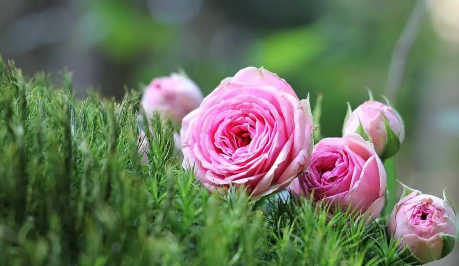 Gambar bunga mawar dilengkapi dengan maknanya dari setangkai atau buket bunga mawar merah, pink, hitam dan lain-lainnya.