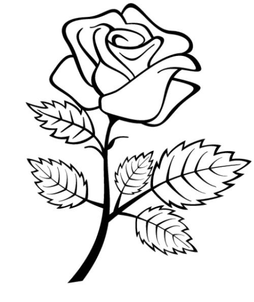 Gambar mewarnai bunga mawar