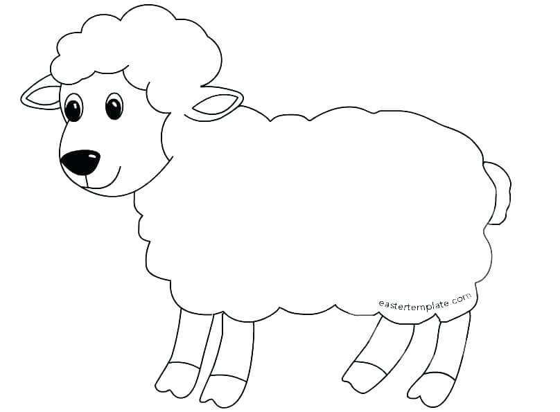 gambar mewarnai hewan domba